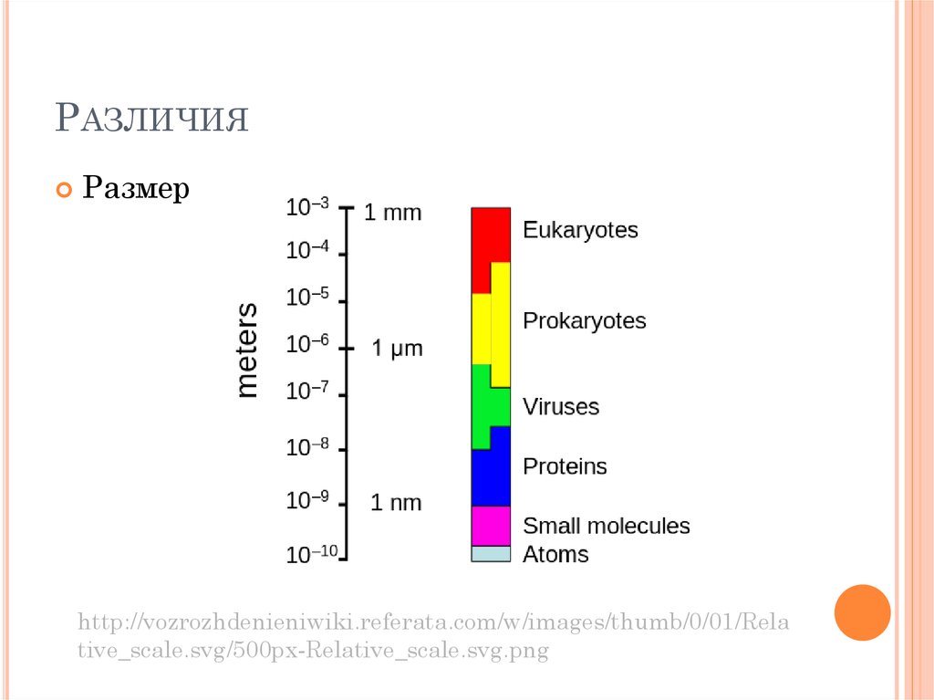 Разница в размерах