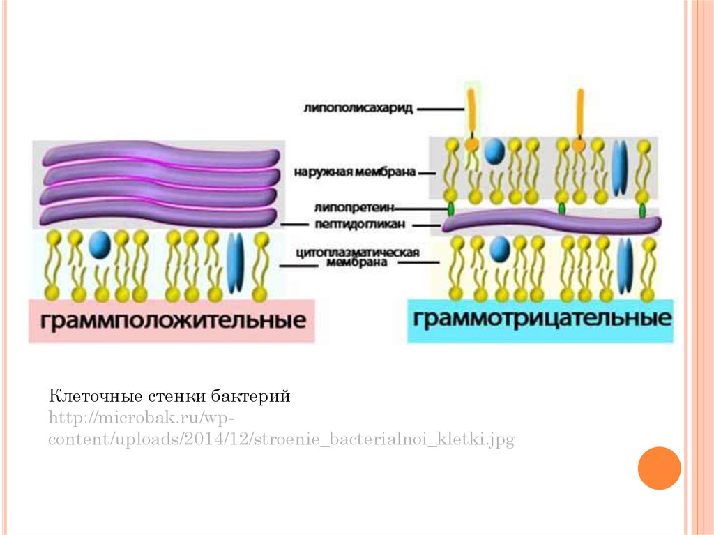 Липополисахарид. Липополисахарид клеточной стенки. Клеточная стенка бактерий. Клеточная стенка эукариот. Наружная мембрана клеточной стенки бактерий.