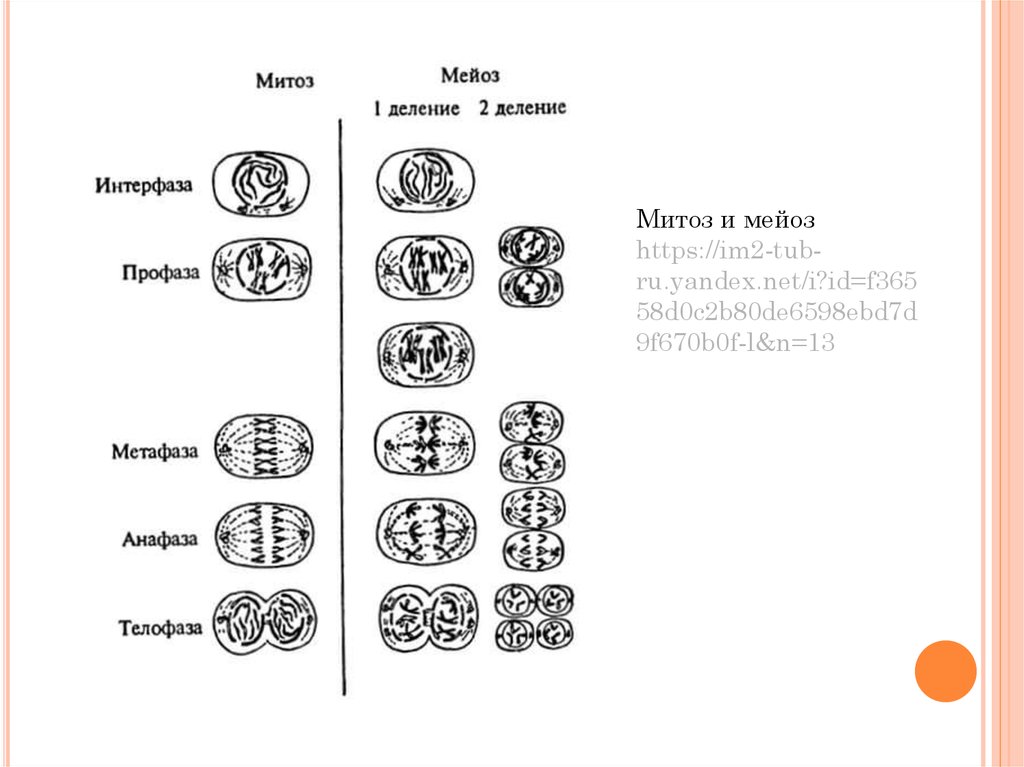 Характеристика митоза и мейоза. Фазы деления митоза и мейоза таблица с рисунками. Мейоз схема с интерфазой. Митоз и мейоз фазы интерфаза. Схема мейоза с формулами.