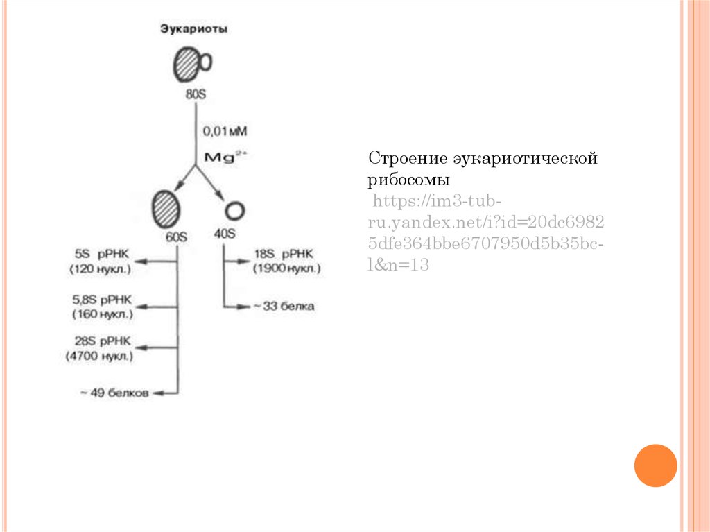 Рибосомы прокариот и эукариот таблица