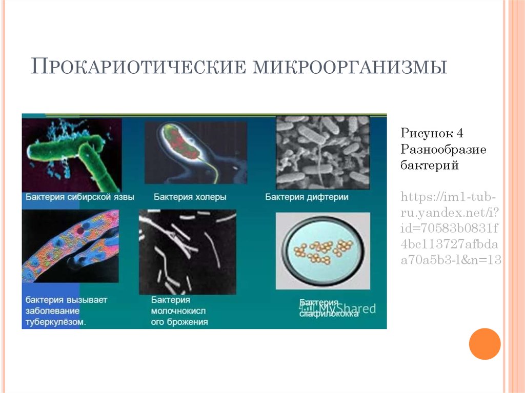 Бактерии доядерные организмы общая характеристика бактерий. Разнообразие бактерий. Прокариотические микроорганизмы. Многообразие бактерий прокариоты. Многообразие бактерий 9 класс.