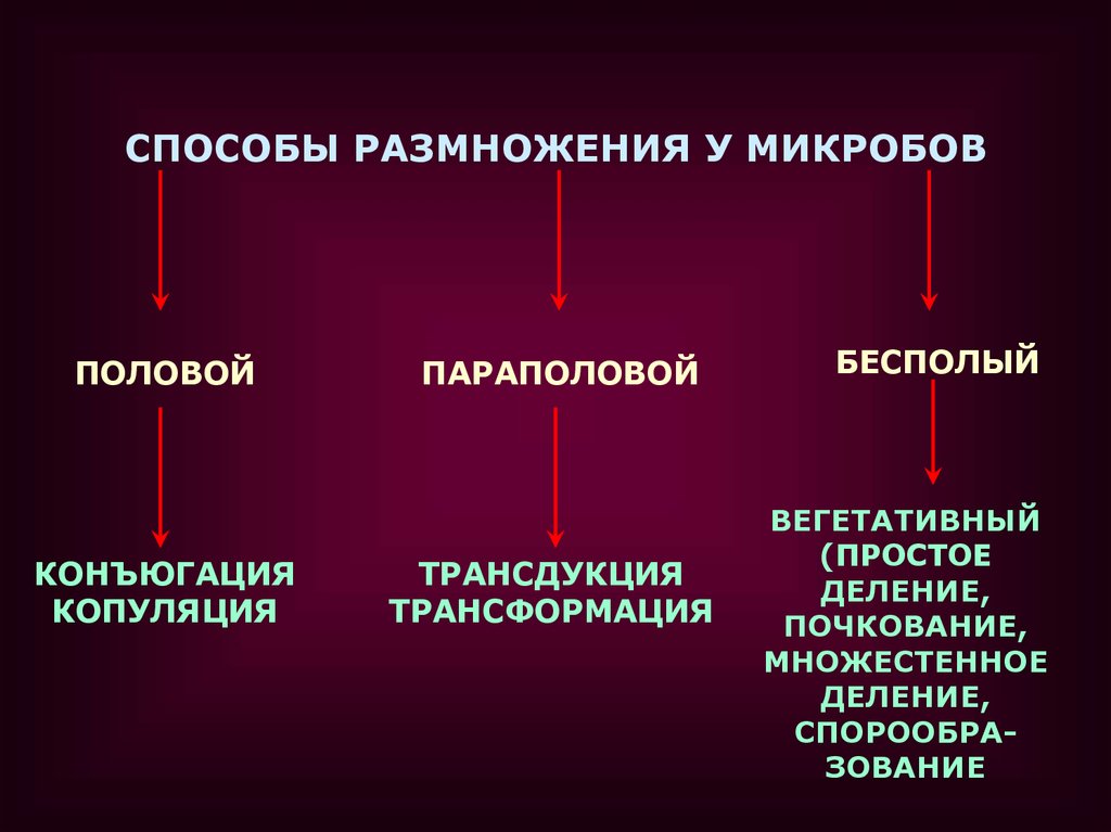 2 дополните схему о микроорганизмах которые окружают человека