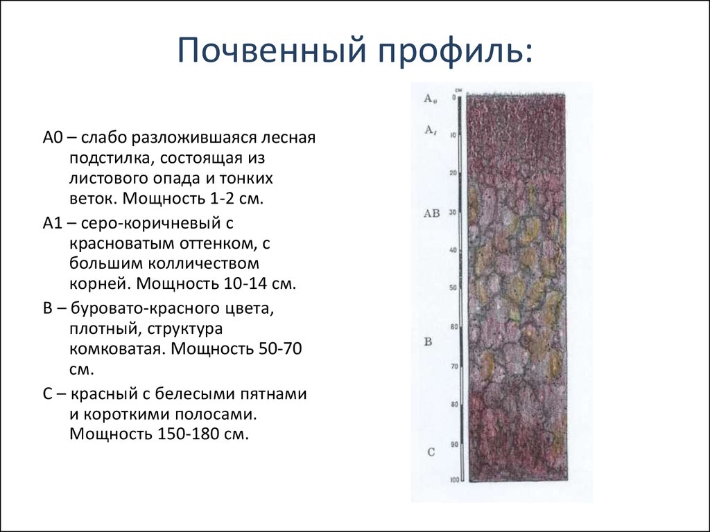 Название горизонтов. Почвенный профиль и Тип почвы. Строение и характеристики почвенного профиля. Описание почвенного профиля таблица. Анализ почвенного профиля и описание его.