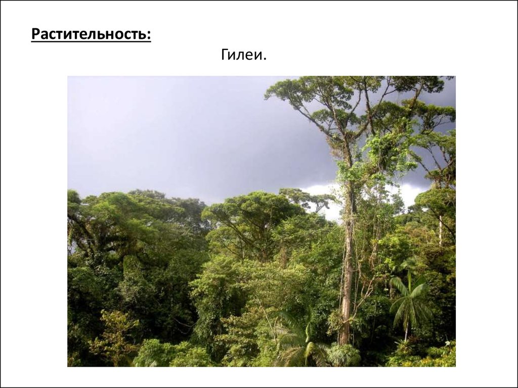 Влажные экваториальные леса климатические условия. Гилея Южной Америки это. Гилея в Африке. Растительность гилеи. Растительный мир гилеи в Африке.
