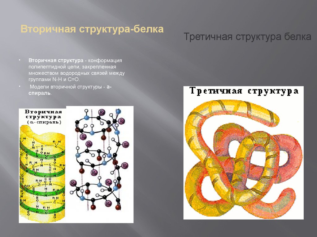 Первичная и вторичная структура белка. Вторичная и третичная структура белков. Конформация полипептидной цепи. Вторичная структура белка форма
