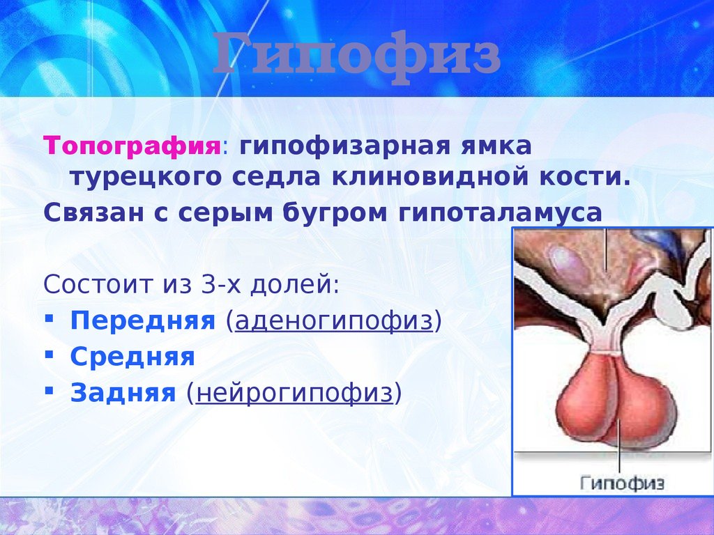 Гипофизарная ямка. Гипофиз топография. Гипофиз топография строение. Гипофизарная ямка турецкого седла. Гипофиз топографическая анатомия.