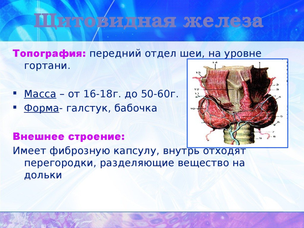 Составьте описание щитовидной железы по плану. Щитовидная железа топография строение. Щитовидная железа топография масса строение. Щитовидная железа. Строение, гормоны, функции, топография. Щитовидная железы: Анатомическое строение, топография..