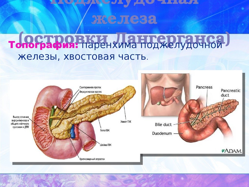 Отзывы поджелудочной железы. Анатомический атлас поджелудочная железа расположение. Строма поджелудочной железы строение. Топография поджелудочная железа pancreas. Сальниковый бугор поджелудочной железы.