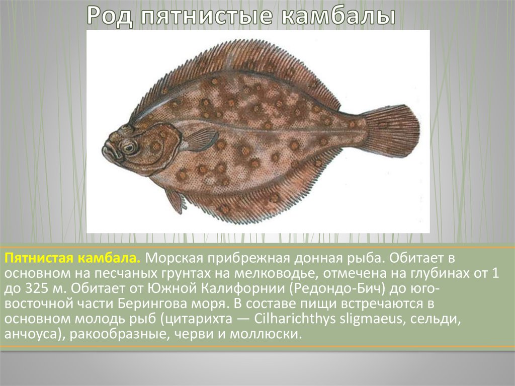 Морская камбала тип. Камбала Калкан Черноморская. Бентос камбала. Рыба камбала среда обитания. Плоская пятнистая рыба.