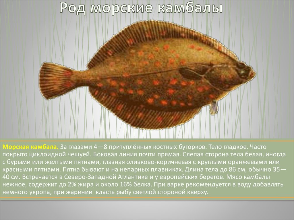 Камбала фото и описание. Семейства камбаловых камбала. Морская камбала среда обитания. Форма тела камбаловых рыб. Рыба семейства камбаловых названия.