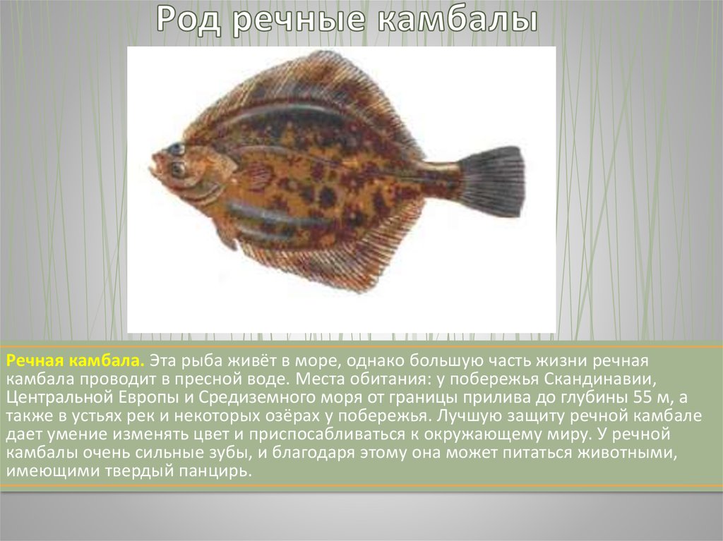 Черты приспособленности к среде обитания камбалы таблица. Рыба камбала среда обитания. Приспособление камбалы. Рыбокамбала среди обитания. Среда.обитания еамьолы.