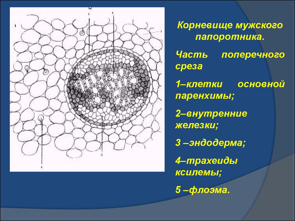 Схема строения корневища орляка