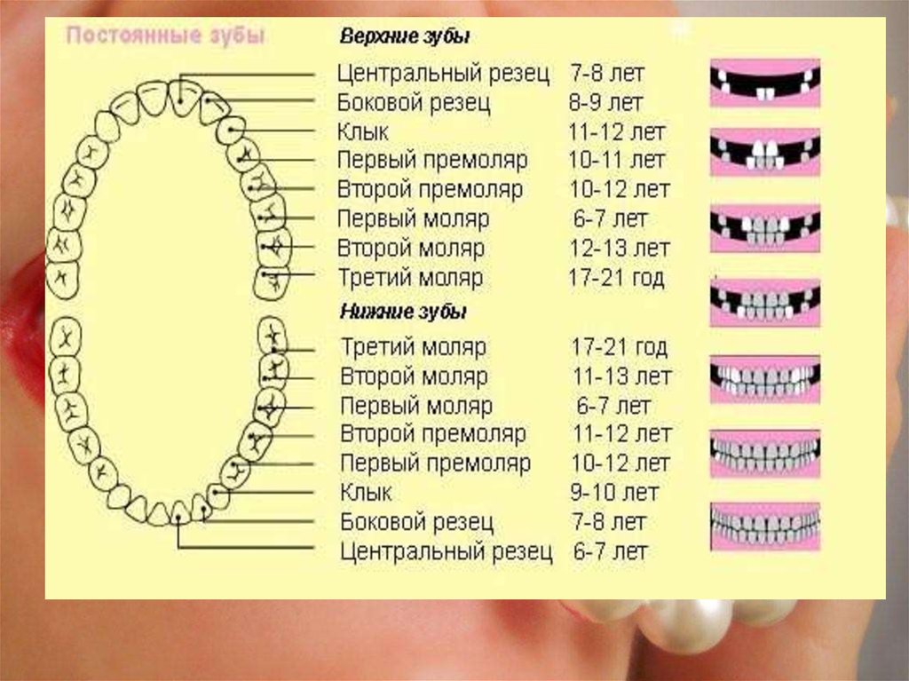 Лезут зубы в 2 года. Моляры зубы.