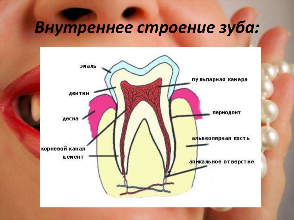 Строение молочного зуба у детей фото схема