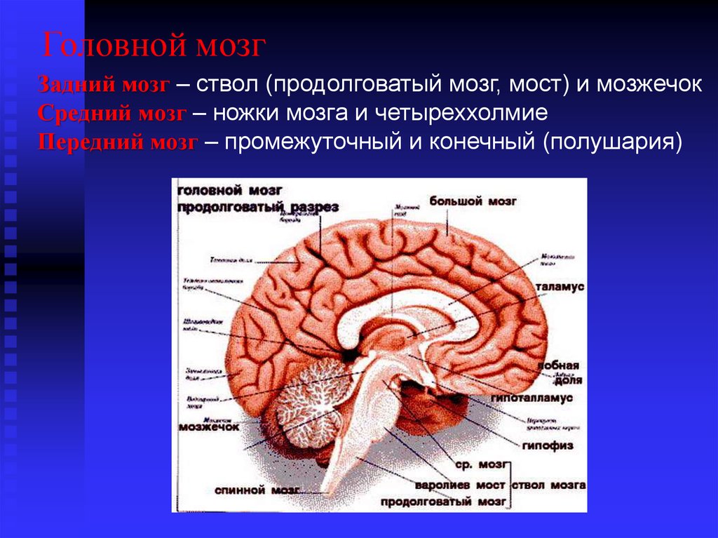Мозги на ножках. Продолговатый мозг,мост,средний мозг, мозжечок,промежуточный. Ствол мозга, продолговатый и задний мозг. Мост ствол и мозжечок мозга. Ствол мозга продолговатый задний средний промежуточный мозг.