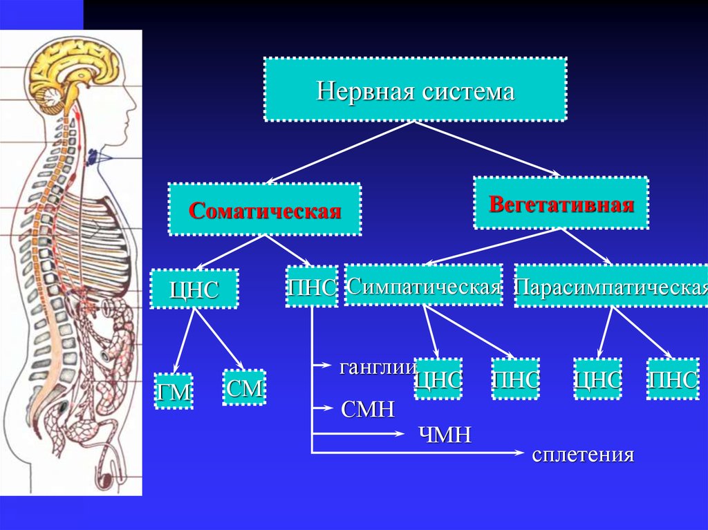 Иннервируемые органы соматической нервной. Нервная система соматическая и вегетативная схема. Соматическая нервная система отделы центральной нервной системы. Соматическая нервная система человека схема. Центральная нервная система и вегетативная нервная система схема.