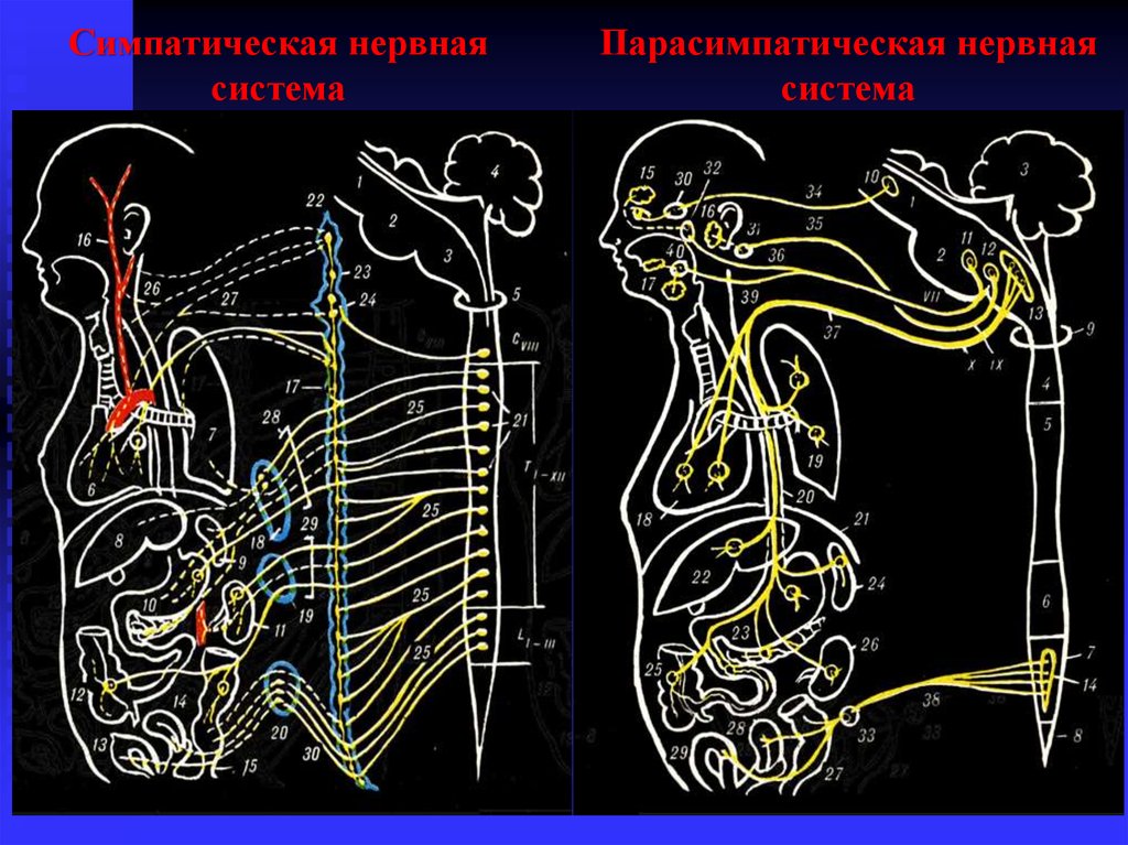 Эстезиология. Симпатическая нервная система. Симпатическая и парасимпатическая. Парасимпатическая нервная система лошади. Кровеносная система симпатическая и парасимпатическая.