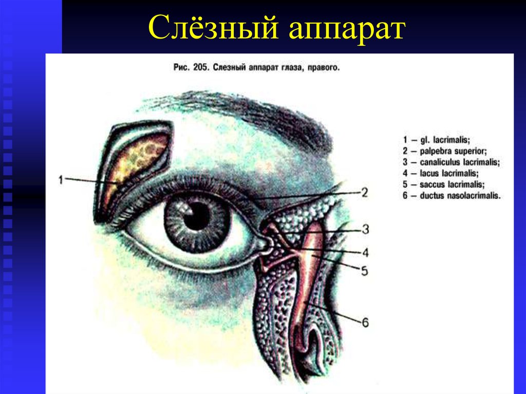 К какой системе относится слезная железа. Слезный аппарат глаза анатомия. Строение глаза слезный мешок. Строение слезного аппарата. Вспомогательный аппарат глаза слезный аппарат глаза.