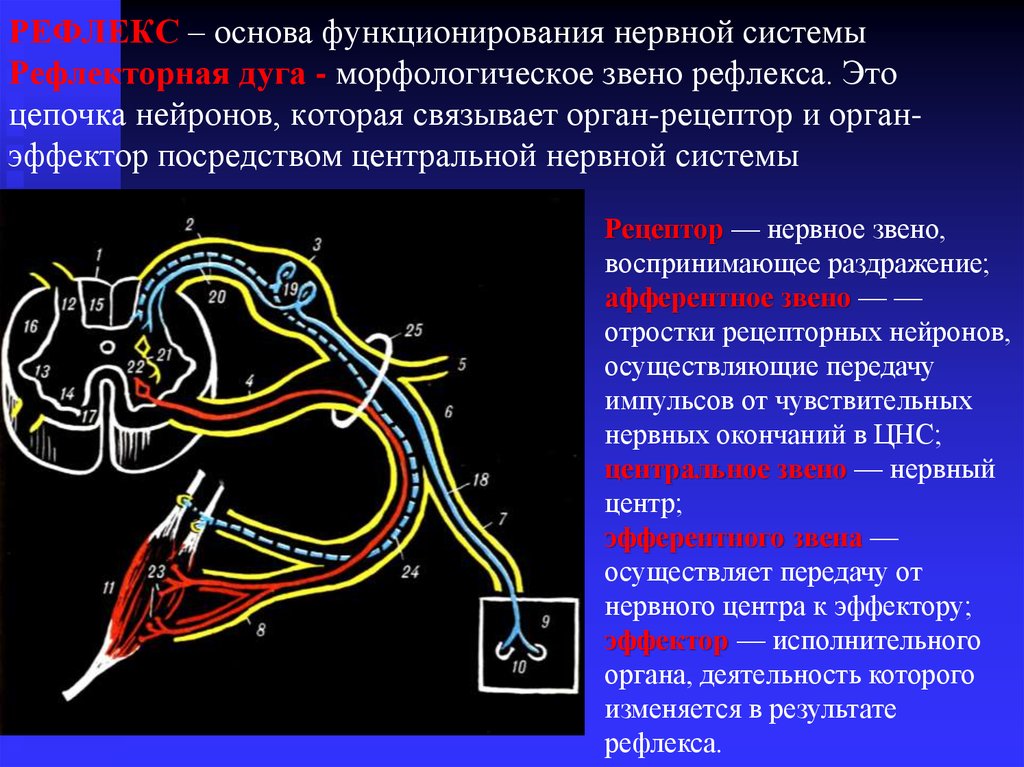 Нервные импульсы от рецепторов