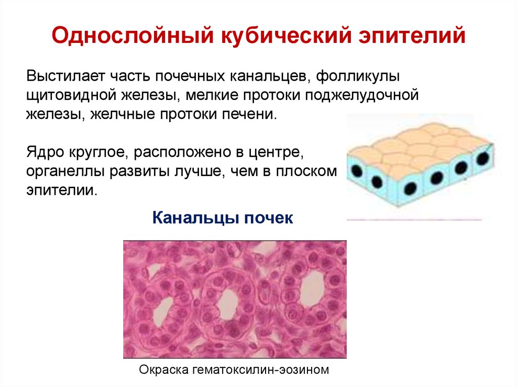 Клетки эпителия протоков. Однослойный однорядный призматический эпителий. Однослойный кубический эпителий. Однослойный кубический эпителий рисунок. Многослойный призматический эпителий выстилает.