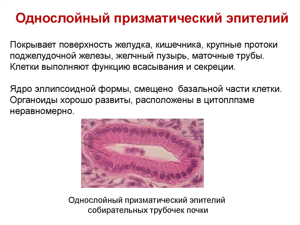 Функции эпителия. Однослойный призматический эпителий функции. Однослойный железистый эпителий желудка. Призматический железистый эпителий желудка. Однослойный призматический железистый эпителий желудка гистология.