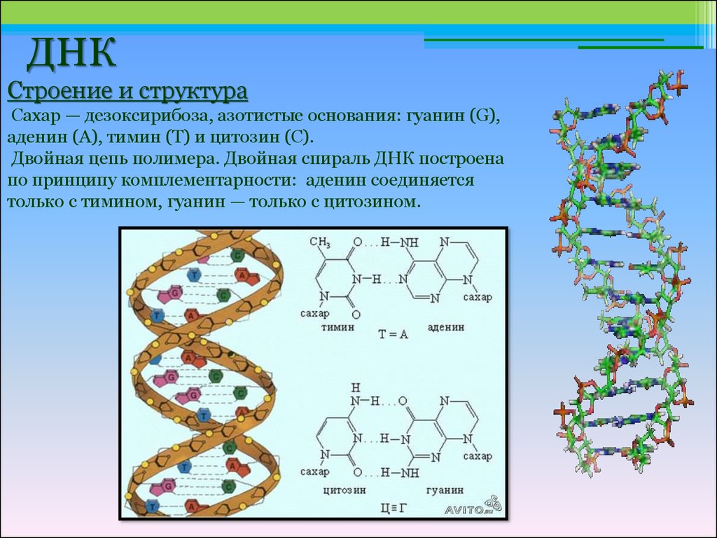 Биологические свойства рнк. Химический состав и строение ДНК. Дезоксирибонуклеиновая кислота ДНК строение. ДНК состав строение. Химический состав молекулы ДНК.
