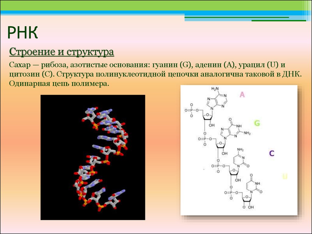 Описание молекул рнк. Строение полимера РНК. РНК полимер структура. Полимер РНК формула. Структура РНК.