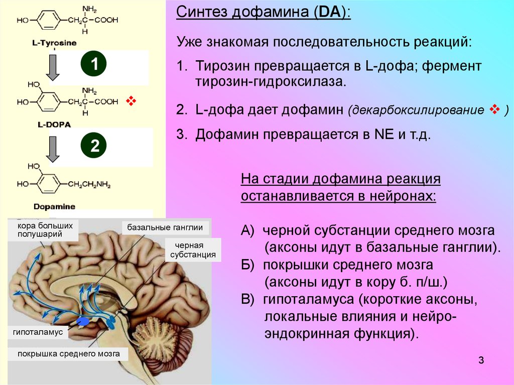Гормоны вырабатываемые мозгом. Синтез дофамина. Образование дофамина биохимия. Где происходит Синтез дофамина. Синтез дофамина и серотонина.