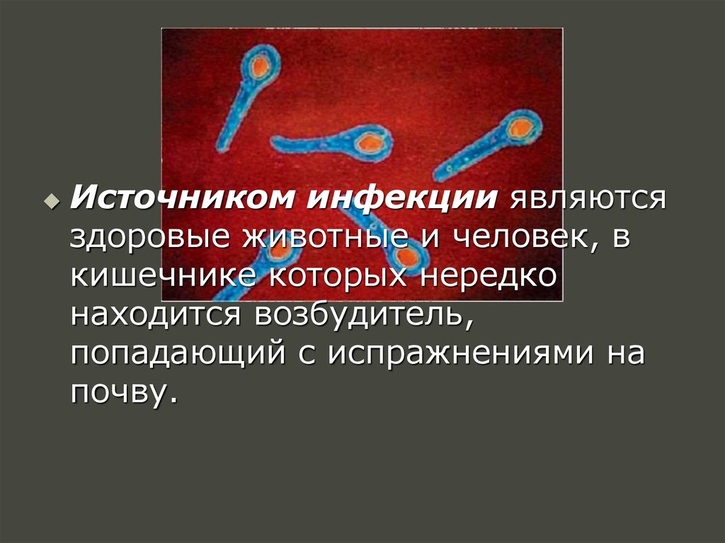 Столбняк возбудитель. Столбняк источник инфекции. Возбудитель столбняка источник инфекции. Столбняк пути заражения возбудитель инфекции. Источник инфекции при столбняке.