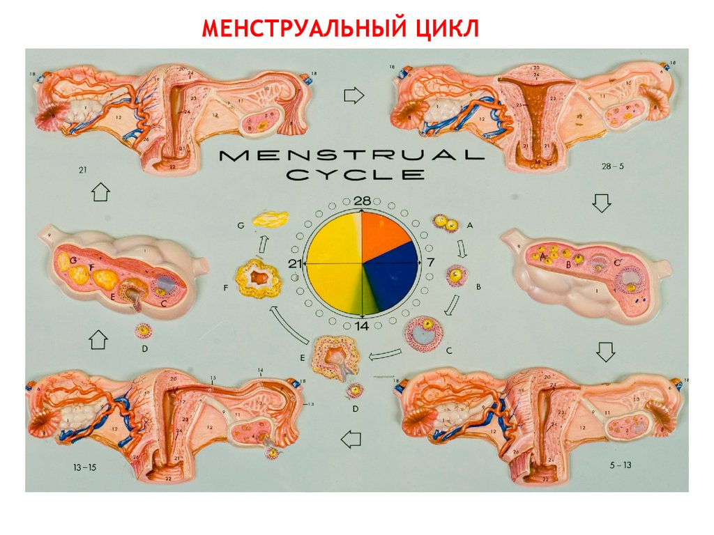 Возрастные периоды жизни женщины Нарушения менструальной функции