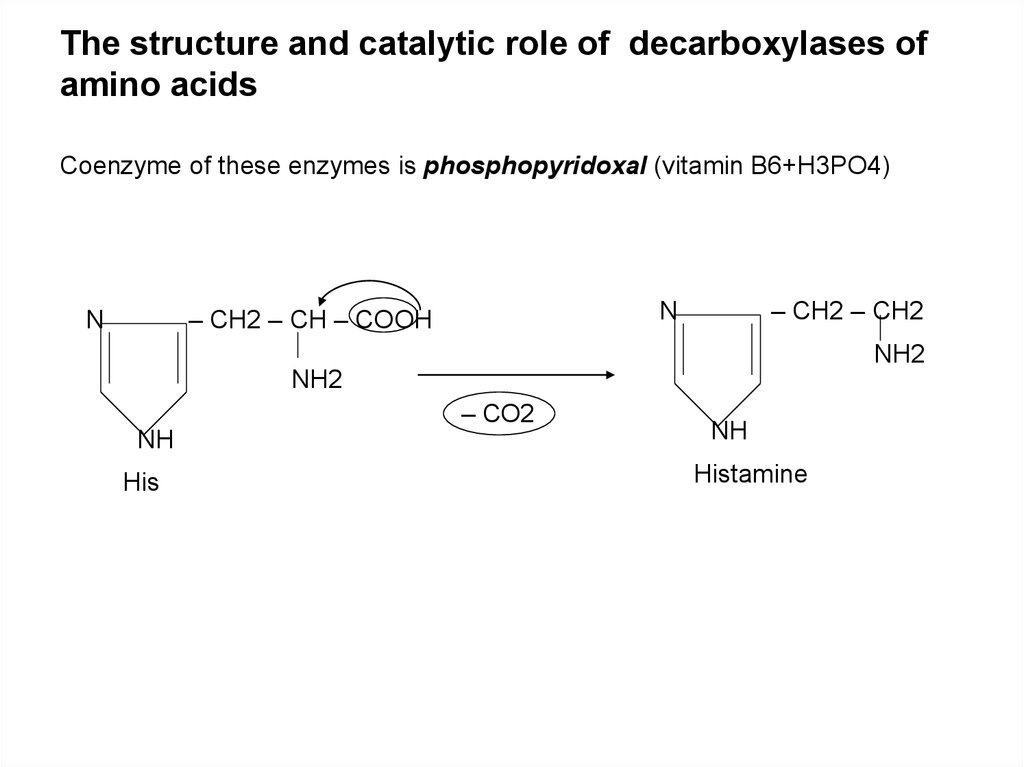 The structure and catalytic role of decarboxylases of amino acids