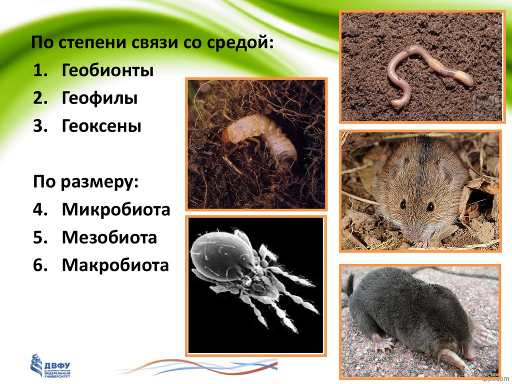 Животные организмы в почвенной среде. Геобионты геофилы Геоксены. Экологические группы почвенных организмов. Геоксены — животные,. Группы обитателей почвы.