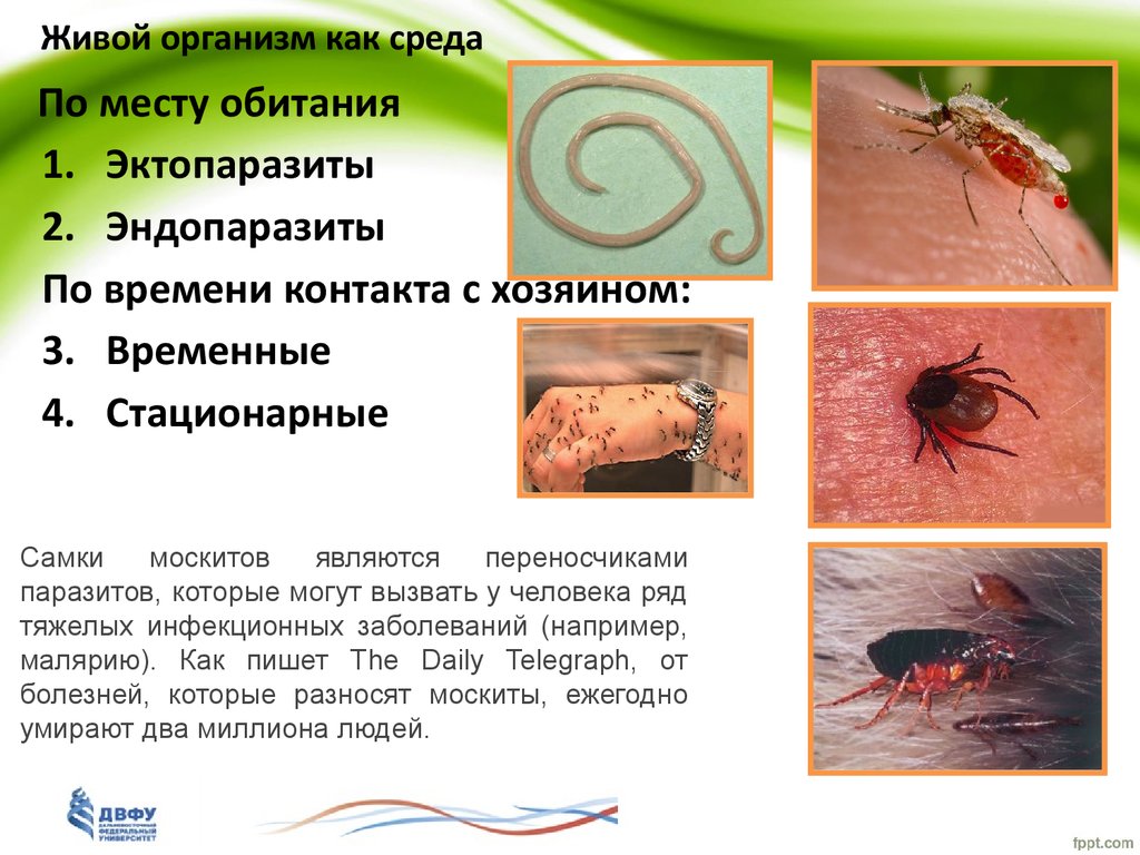 Тело живого организма. Организмы организменной среды обитания. Живые организмы как среда обитания. Живые организмы как среда жизни. Организм как среда обитания примеры.