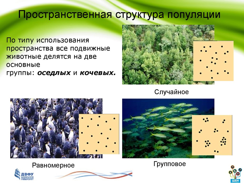 Структура популяции. Пространственная структура популяции примеры животных. Пространственная структура популя. Пространственнаяструктура популяция. Пространственно-этологическая структура популяции.