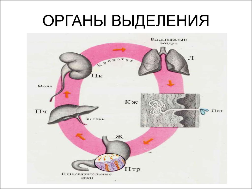 Органы принимающие участие в процессе выделения. Выделение. Органы выделения.. Структуры организма участвующие в выделении. Физиология органов выделения.