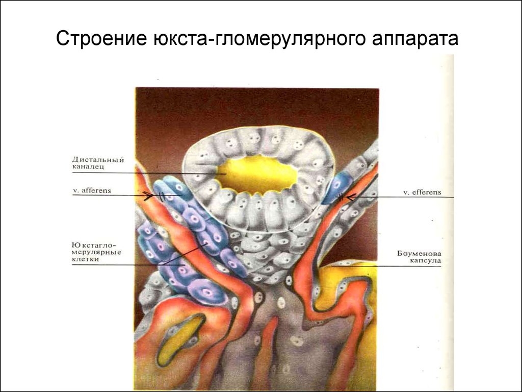 21 строение. Гломерулярный аппарат почек. Строение гломерулярного аппарата. Гломерулярного аппарата почек. Гломерулярный аппарат почки анатомия.