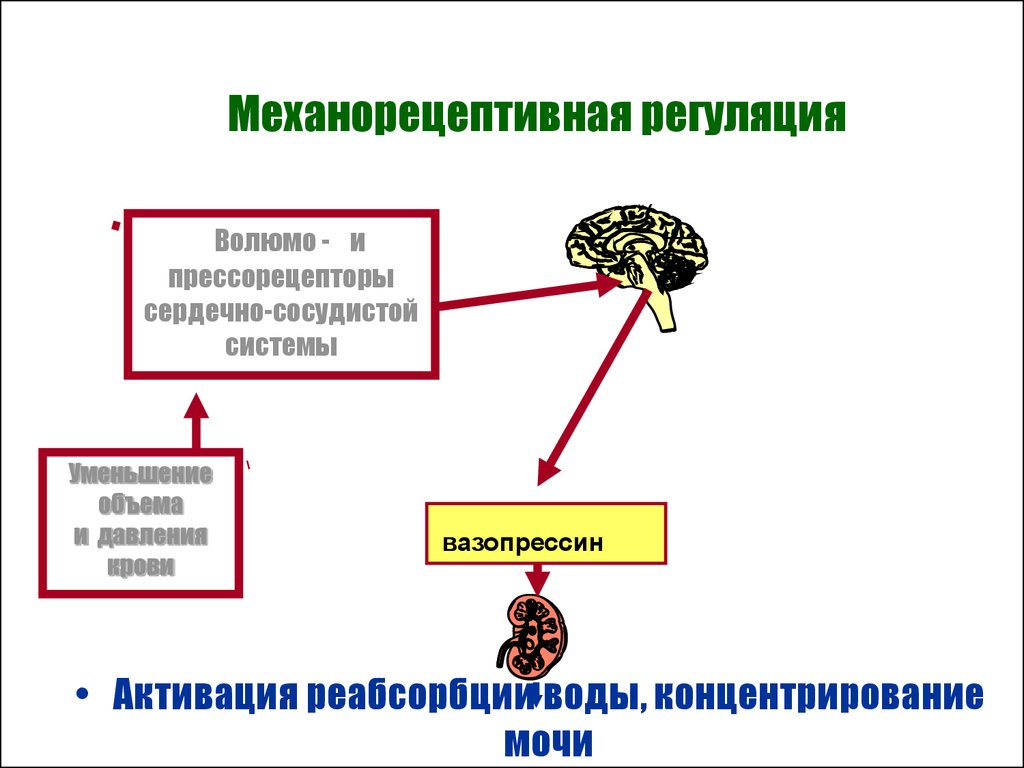 Схема регуляции мочеобразования