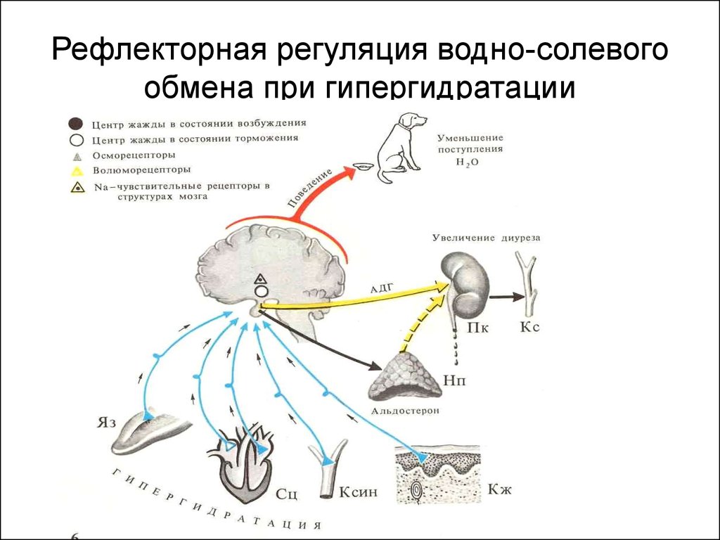 Схема регуляции водно солевого обмена в организме