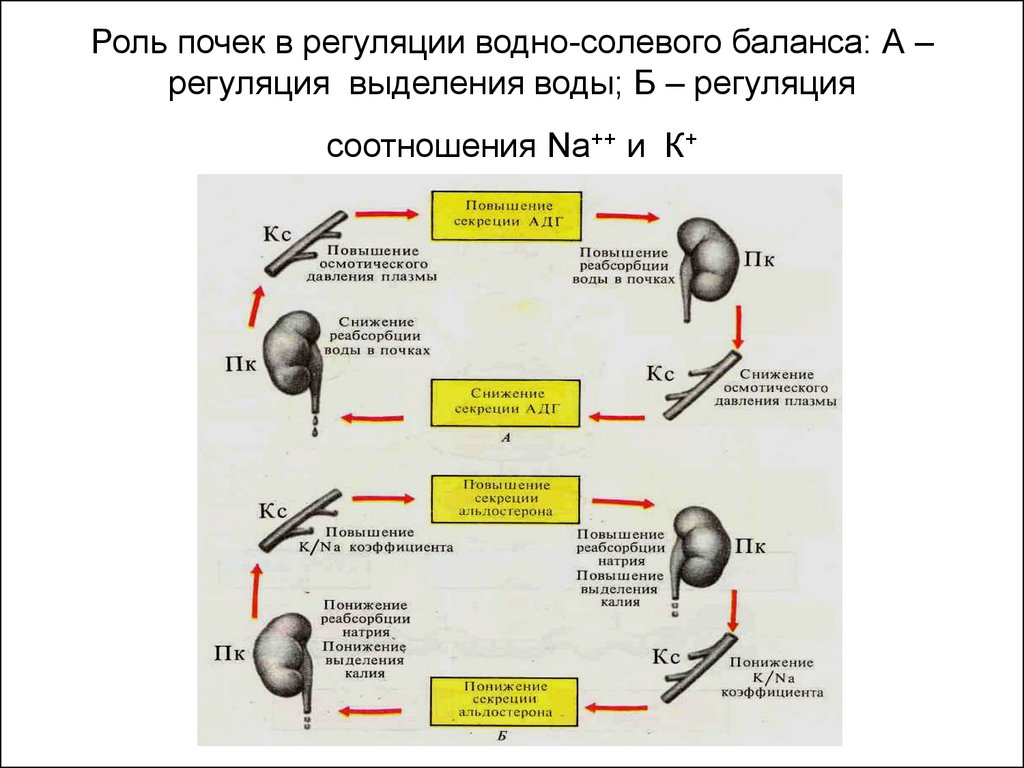 Схема регуляции водно солевого обмена в организме