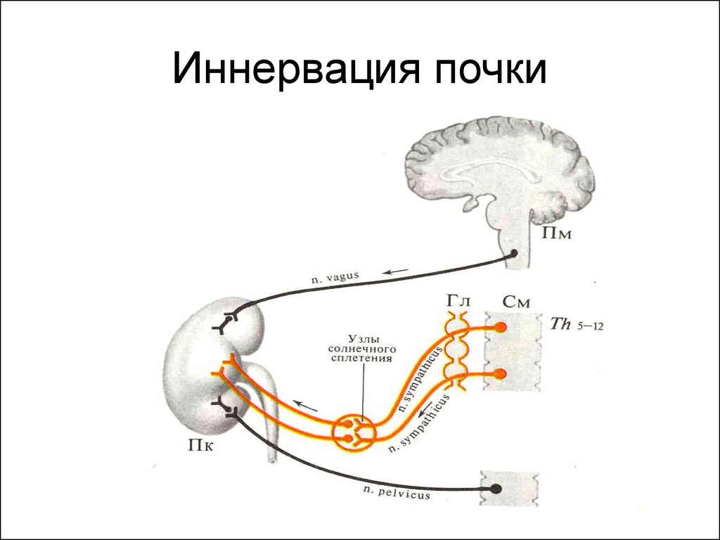 Почки нервы