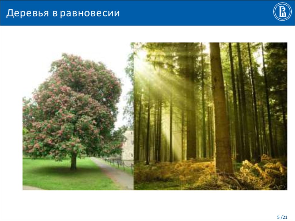 Деревья в равновесии