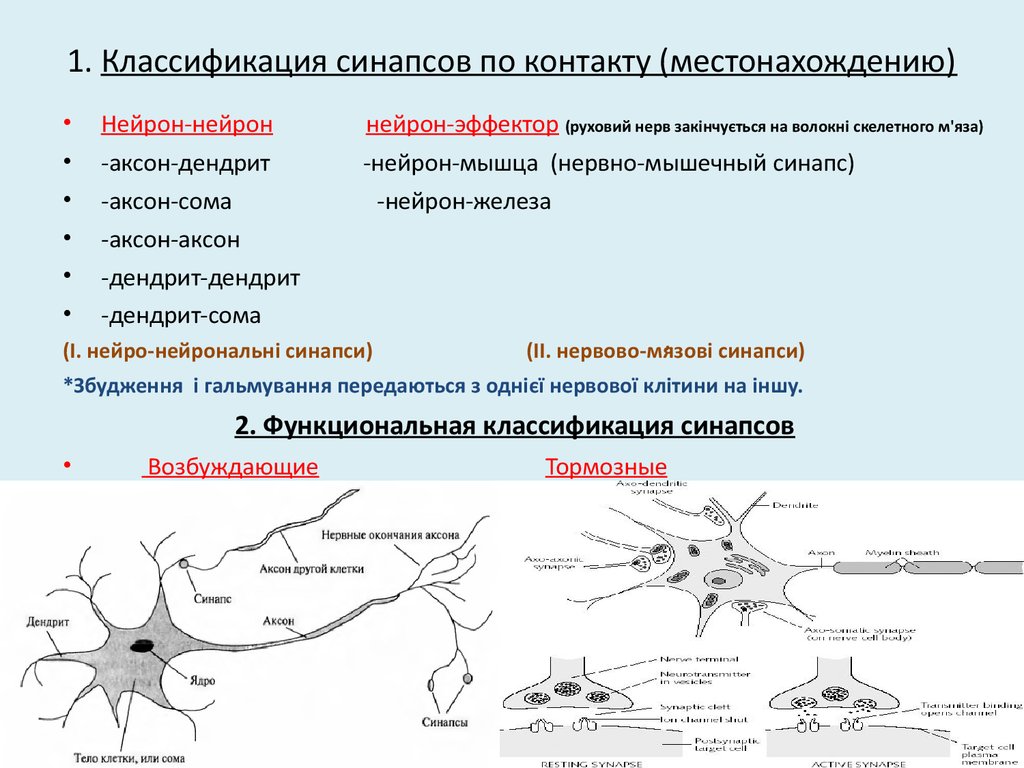 1. Классификация синапсов по контакту (местонахождению)