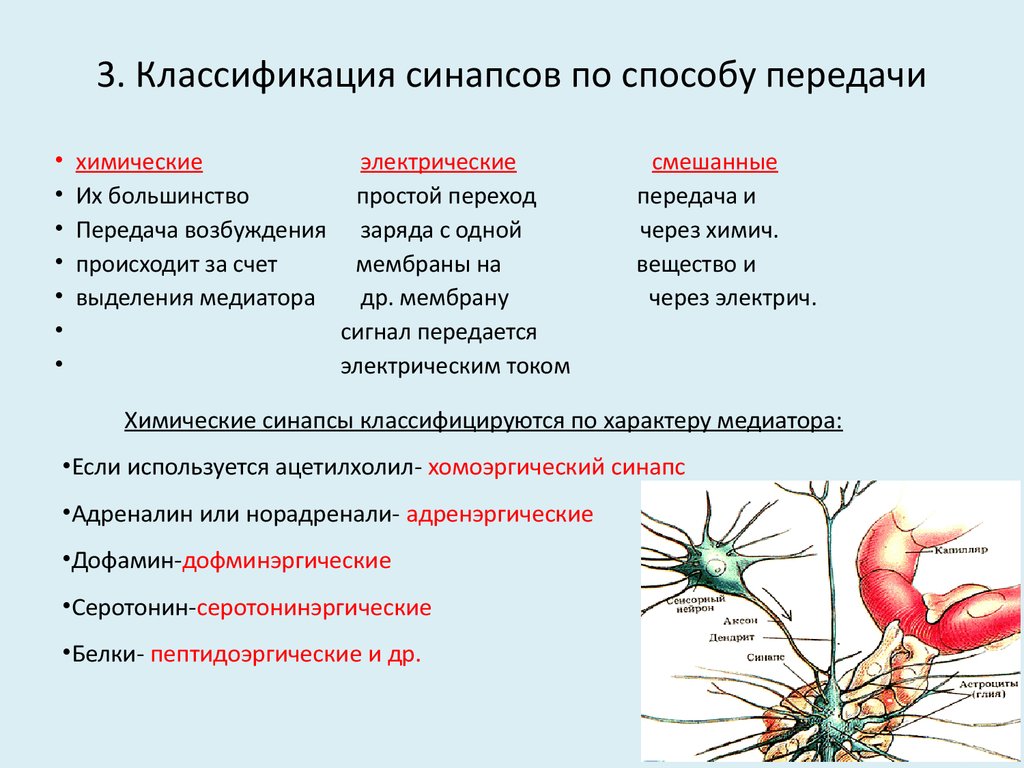 Строение и классификация синапсов