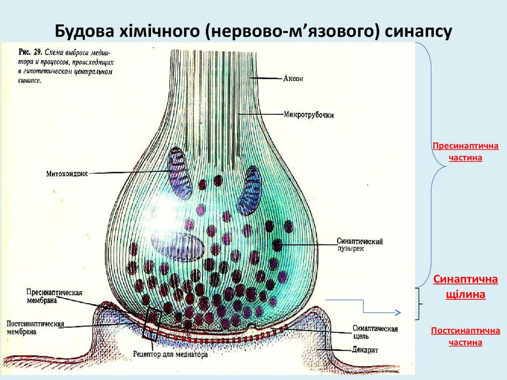 Схема строения синапса