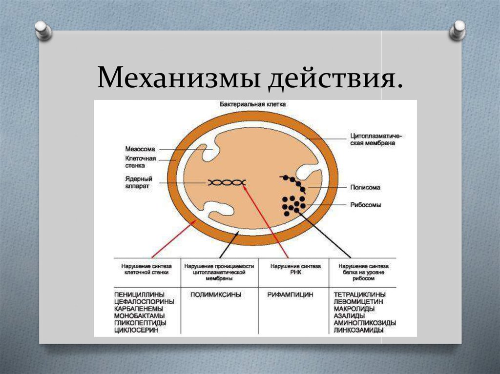 Аминогликозиды презентация по фармакологии