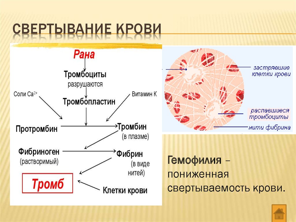 Фермент тромбоцитов. Схема процесса свертываемости крови. Тромбоциты в крови фаза свертывание. Тромбоциты схема свертывания крови. Схема свертываемости крови 8 класс.