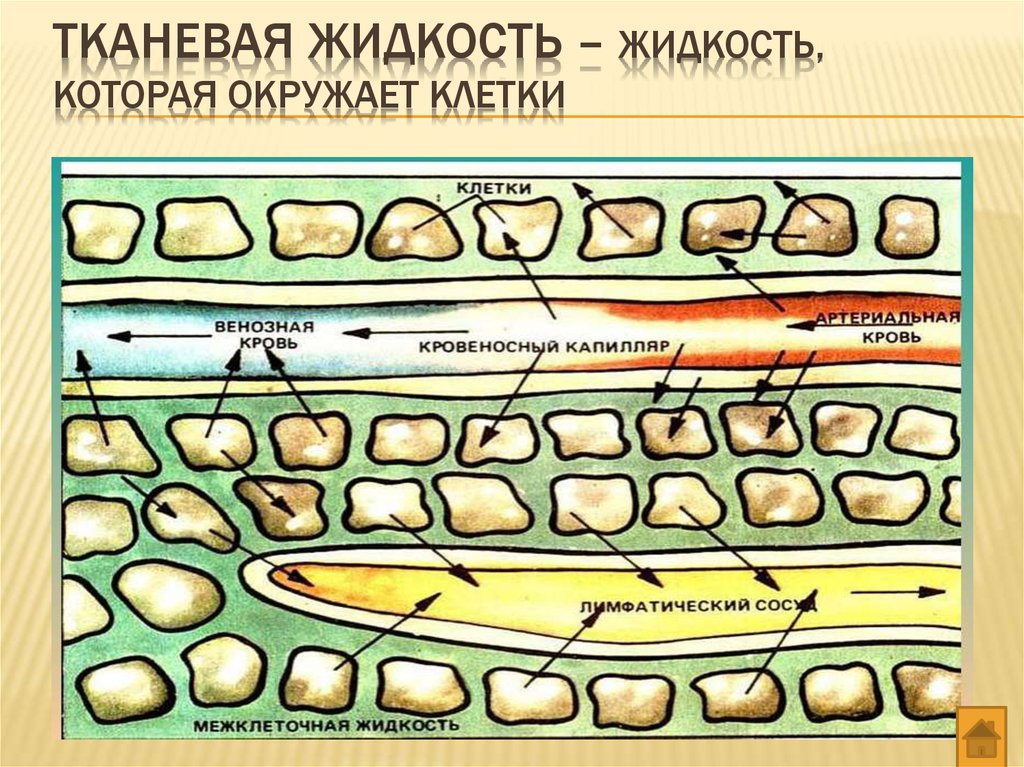 Проследите по рисунку 37 образование тканевой жидкости