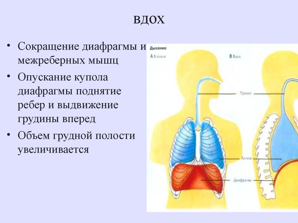 Процесс вдоха человека. Физиология дыхательной системы человека. Процесс дыхания человека схема. Анатомия и физиология дыхательной системы. Дыхательная система анатомия.