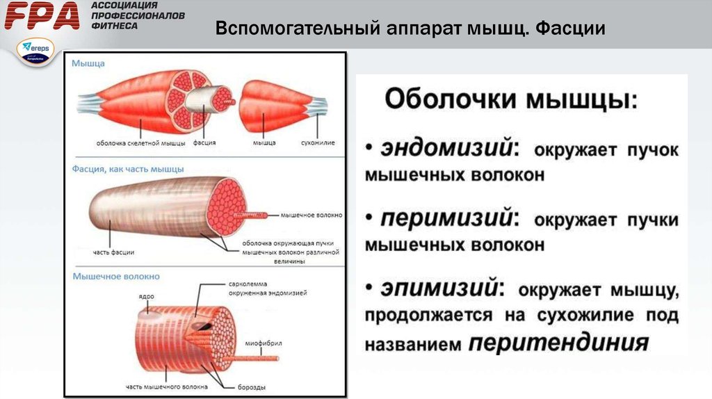 Фасция это. Фасция это соединительная ткань. Строение фасции анатомия. Поверхностная фасция строение. Вспомогательный аппарат скелетных мышц.