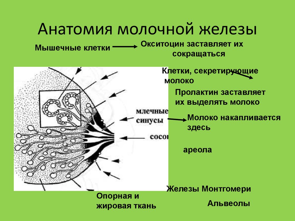 Молочные железы это. Анатомия молочной железы. Аннатомиямолочной железы. Анатомическое строение молочной железы. Схема строения молочной железы.